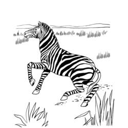 Раскраска: зебра (Животные) #13053 - Бесплатные раскраски для печати