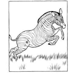 Раскраска: зебра (Животные) #13058 - Бесплатные раскраски для печати