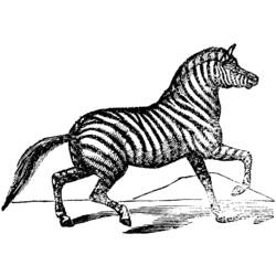 Раскраска: зебра (Животные) #13077 - Бесплатные раскраски для печати