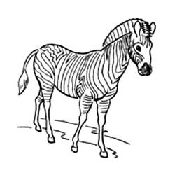 Раскраска: зебра (Животные) #13085 - Бесплатные раскраски для печати