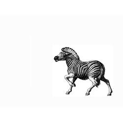 Раскраска: зебра (Животные) #13100 - Бесплатные раскраски для печати