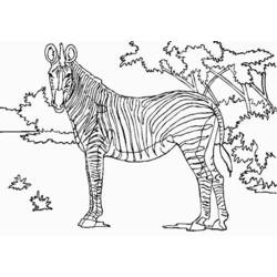 Раскраска: зебра (Животные) #13117 - Бесплатные раскраски для печати
