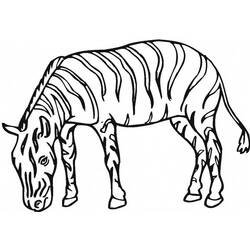 Раскраска: зебра (Животные) #13133 - Бесплатные раскраски для печати