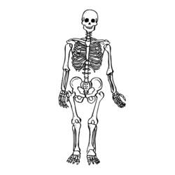 Раскраска: скелет (Персонажи) #147415 - Раскраски для печати