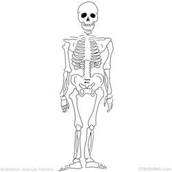 Раскраска: скелет (Персонажи) #147416 - Раскраски для печати