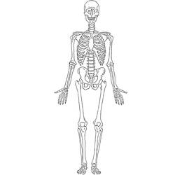 Раскраска: скелет (Персонажи) #147424 - Раскраски для печати