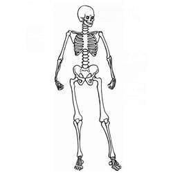 Раскраска: скелет (Персонажи) #147428 - Раскраски для печати