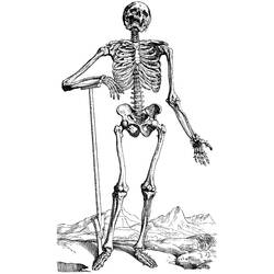 Раскраска: скелет (Персонажи) #147443 - Раскраски для печати