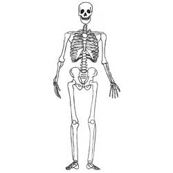 Раскраска: скелет (Персонажи) #147444 - Раскраски для печати