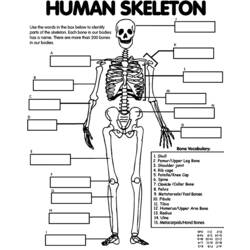 Раскраска: скелет (Персонажи) #147475 - Раскраски для печати