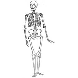Раскраска: скелет (Персонажи) #147528 - Раскраски для печати