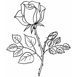 Раскраска: Букет цветов (природа) #160736 - Раскраски для печати