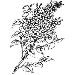 Раскраска: Букет цветов (природа) #160995 - Бесплатные раскраски для печати