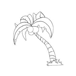 Раскраска: кокосовый (природа) #162116 - Раскраски для печати