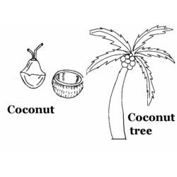 Раскраска: кокосовый (природа) #162365 - Раскраски для печати