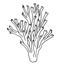 Раскраска: коралловый (природа) #162888 - Раскраски для печати