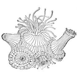 Раскраска: коралловый (природа) #162964 - Раскраски для печати
