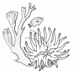 Раскраска: коралловый (природа) #163008 - Раскраски для печати