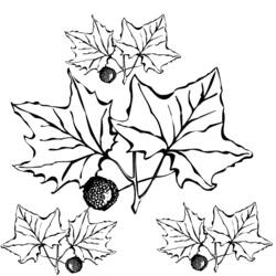 Раскраска: Осенний сезон (природа) #164290 - Бесплатные раскраски для печати