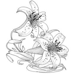 Раскраска: цветы (природа) #155026 - Бесплатные раскраски для печати