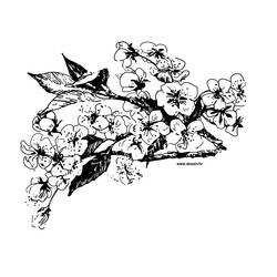 Раскраска: цветы (природа) #155086 - Бесплатные раскраски для печати