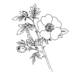 Раскраска: цветы (природа) #155149 - Бесплатные раскраски для печати