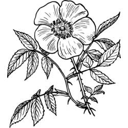 Раскраска: цветы (природа) #155198 - Бесплатные раскраски для печати