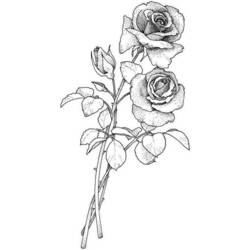 Раскраска: цветы (природа) #155220 - Бесплатные раскраски для печати