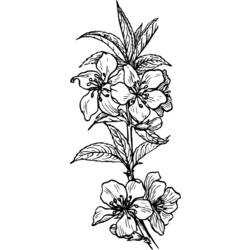 Раскраска: цветы (природа) #155235 - Бесплатные раскраски для печати