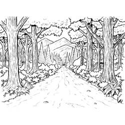 Раскраска: лес (природа) #157003 - Раскраски для печати