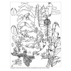Раскраска: лес (природа) #157007 - Раскраски для печати