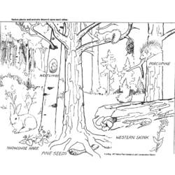 Раскраска: лес (природа) #157021 - Раскраски для печати