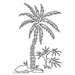 Раскраска: пальма (природа) #161123 - Раскраски для печати