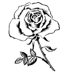 Раскраска: розы (природа) #161863 - Раскраски для печати