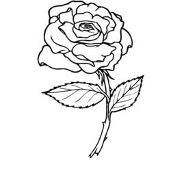 Раскраска: розы (природа) #161864 - Раскраски для печати