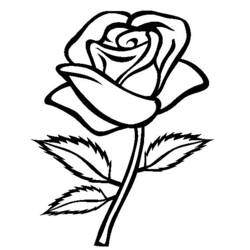 Раскраска: розы (природа) #161865 - Раскраски для печати