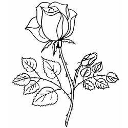 Раскраска: розы (природа) #161867 - Раскраски для печати
