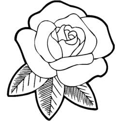 Раскраска: розы (природа) #161871 - Раскраски для печати