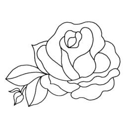 Раскраска: розы (природа) #161872 - Раскраски для печати