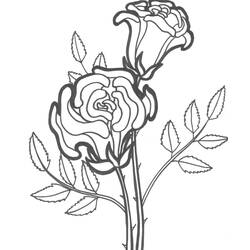 Раскраска: розы (природа) #161879 - Бесплатные раскраски для печати