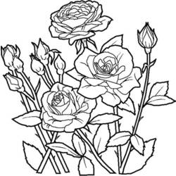 Раскраска: розы (природа) #161888 - Бесплатные раскраски для печати