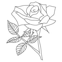 Раскраска: розы (природа) #161894 - Бесплатные раскраски для печати