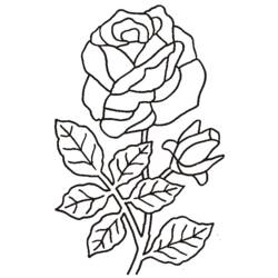 Раскраска: розы (природа) #161899 - Бесплатные раскраски для печати
