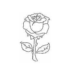 Раскраска: розы (природа) #161907 - Раскраски для печати