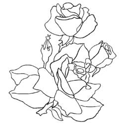 Раскраска: розы (природа) #161908 - Бесплатные раскраски для печати