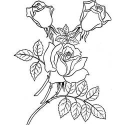 Раскраска: розы (природа) #161918 - Бесплатные раскраски для печати