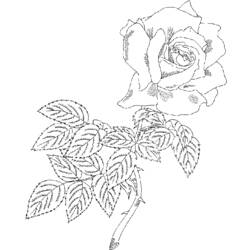 Раскраска: розы (природа) #161939 - Бесплатные раскраски для печати