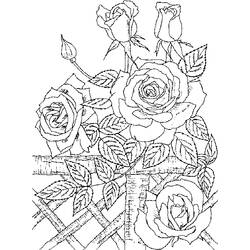Раскраска: розы (природа) #161944 - Бесплатные раскраски для печати