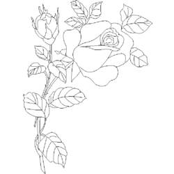 Раскраска: розы (природа) #161949 - Бесплатные раскраски для печати
