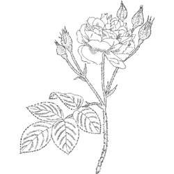 Раскраска: розы (природа) #161953 - Бесплатные раскраски для печати